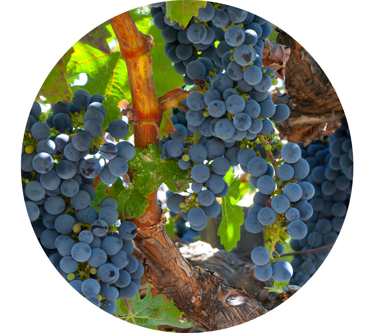 Des pieds de Zinfandel avec des grappes de raisins scintillant au soleil.